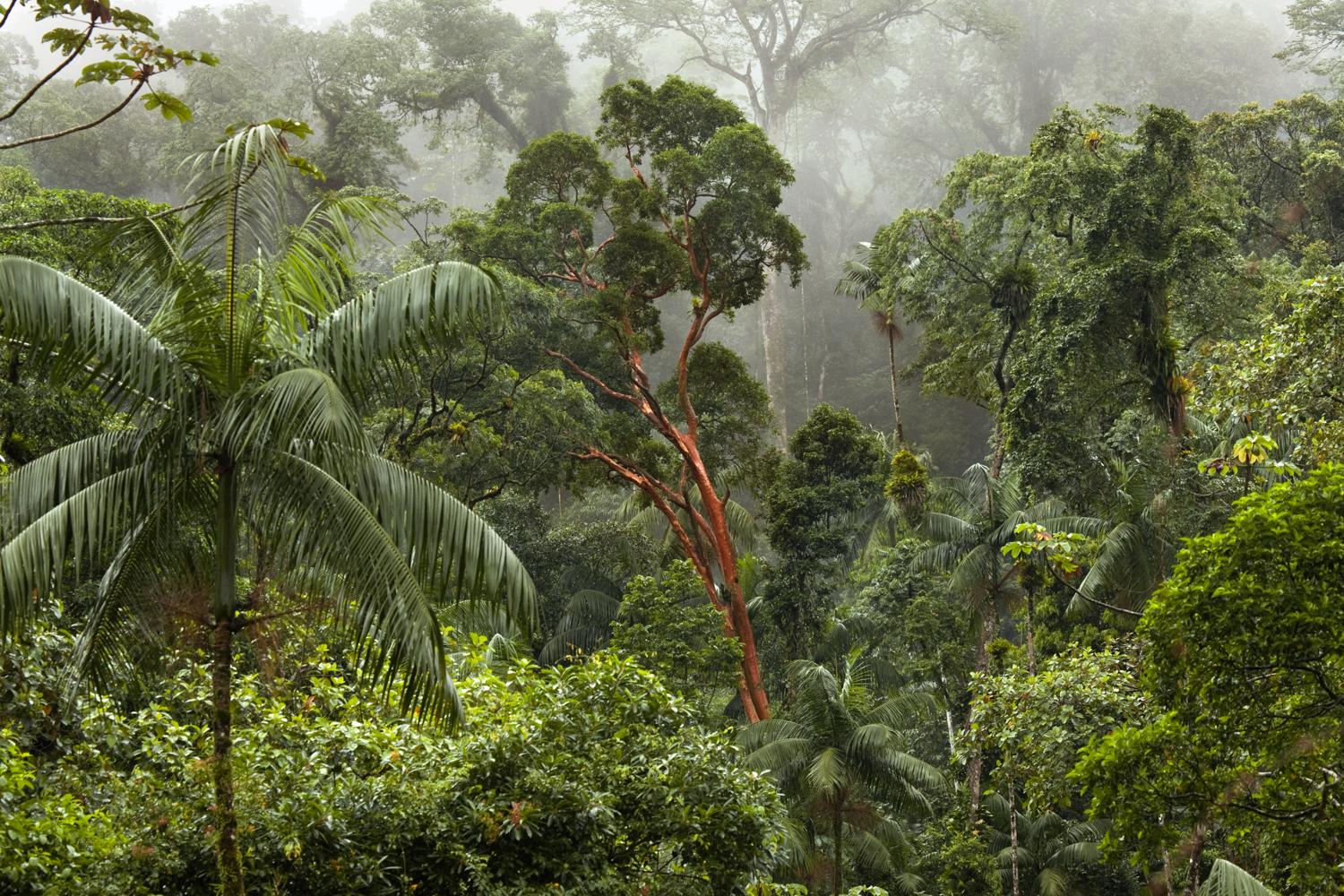Mata Atlantica, Parque Estadual Carlos Botelho, Brazil