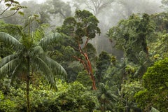 Mata Atlantica, Parque Estadual Carlos Botelho, Brazil