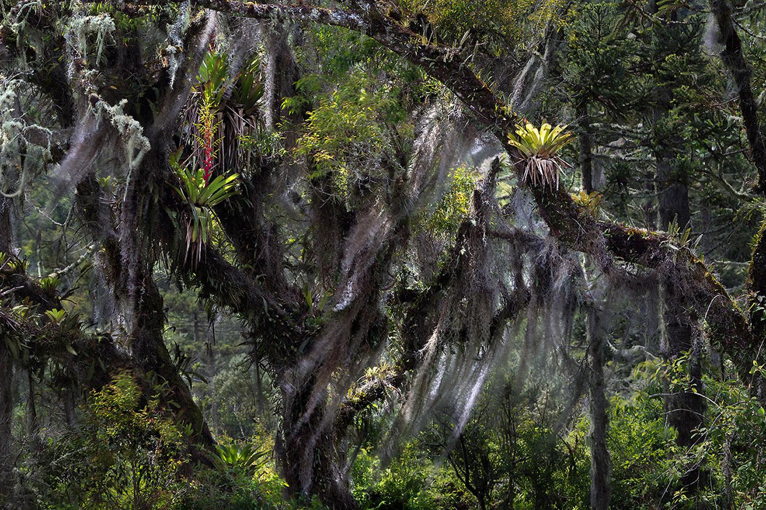 Mata Atlantica, Parque Nacional De Sao Joaquim, Urubici, Brazil