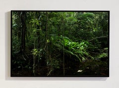 Mata Atlántica, Vale do Ribeira I, São Paulo, Brasil