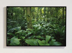 Mata Atlantica, Vale do Ribeira II, San Paolo, Brasile