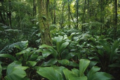 Mata Atlantica, Vale do Ribeira II, San Paolo, Brasile