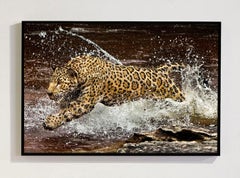 Onca Pintada 1, Amazzonia, Brasile