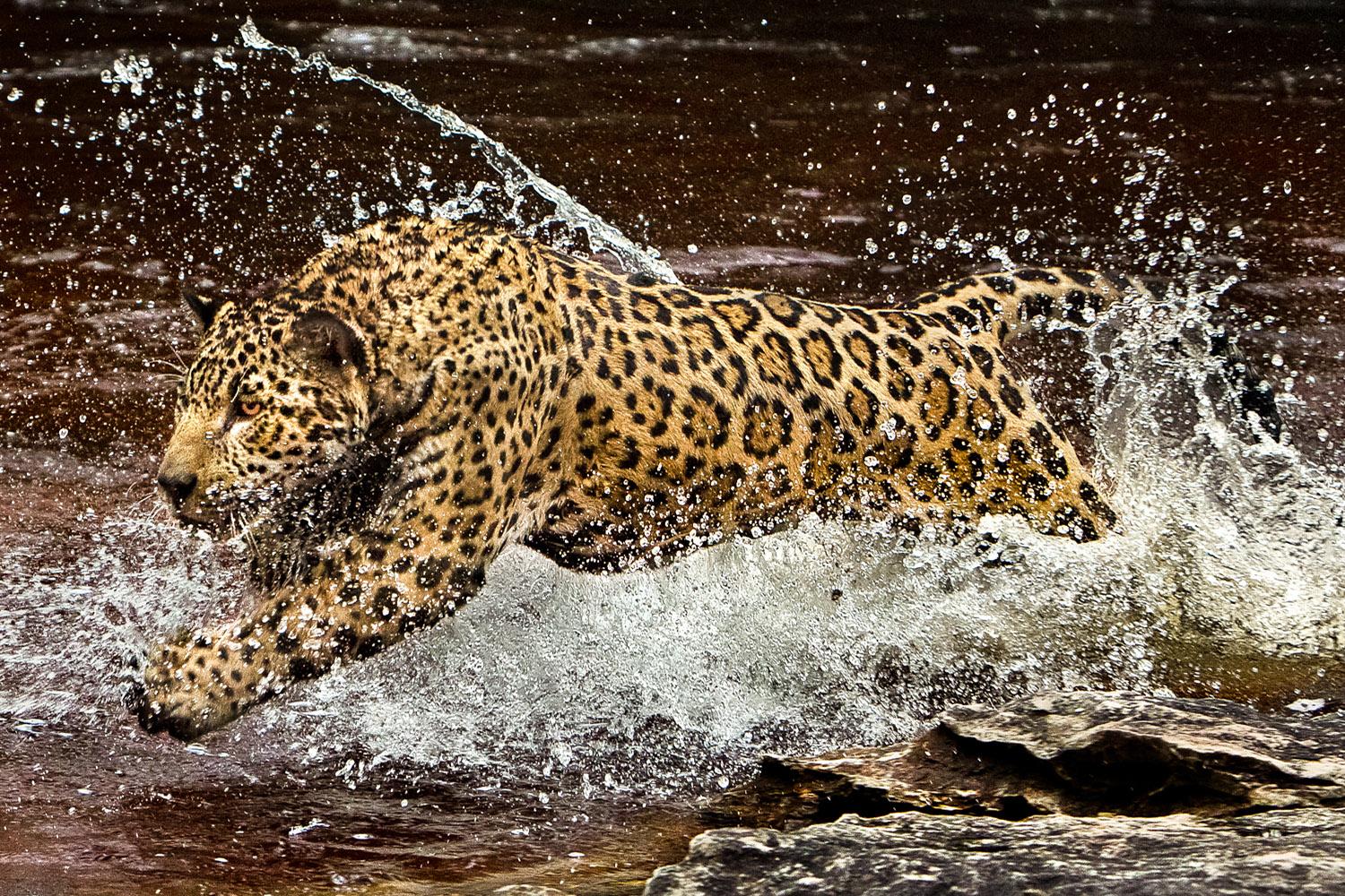 Onca Pintada 1, Amazon, Brazil