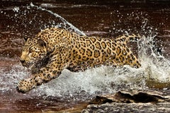 Onca Pintada 1, Amazon, Brazil