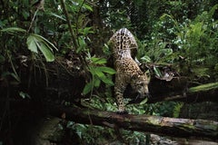 Onca Pintada 10, Amazonas, Brasilien