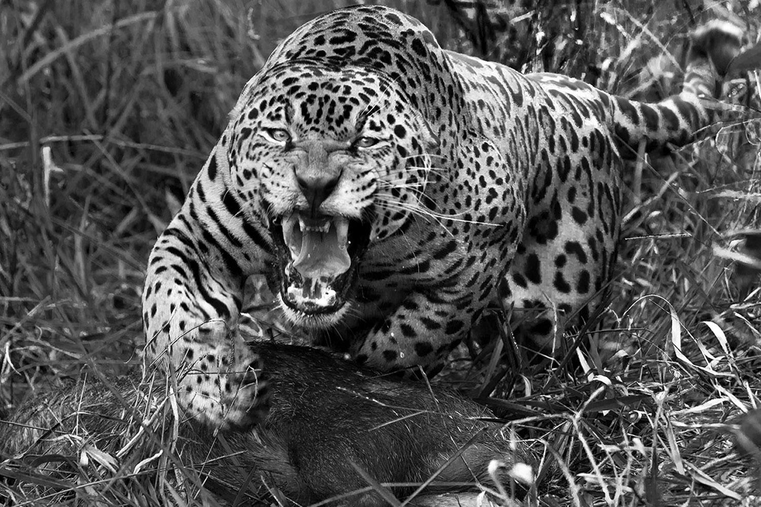 Araquém Alcântara Black and White Photograph - Onca Pintada 12 Amazon, Brazil