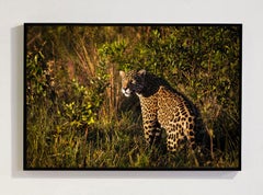 Onca Pintada 15, Amazon, Brazil