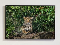 Onca Pintada 16, Amazon, Brazil