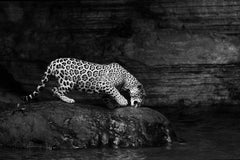Onca Pintada 2, Amazon, Brazil