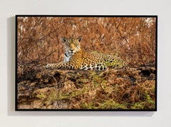 Onca Pintada 3, Amazon, Brazil