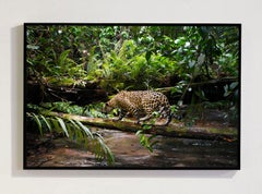 Onca Pintada 6, Amazon, Brazil