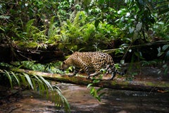Onca Pintada 6, Amazon, Brazil