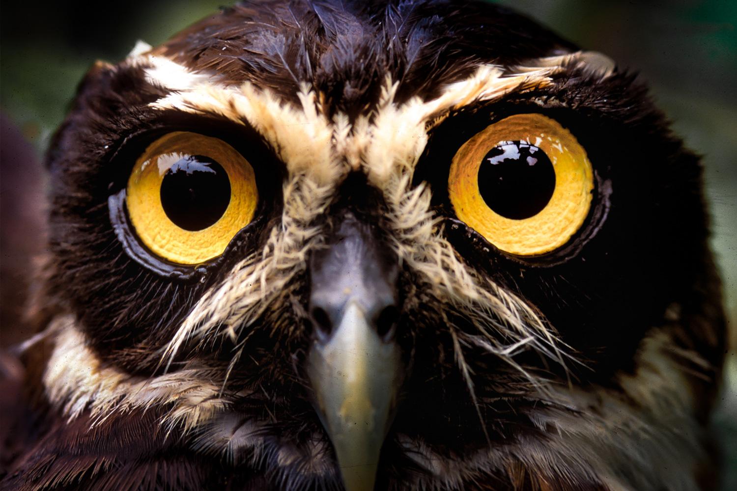 Owl Portrait