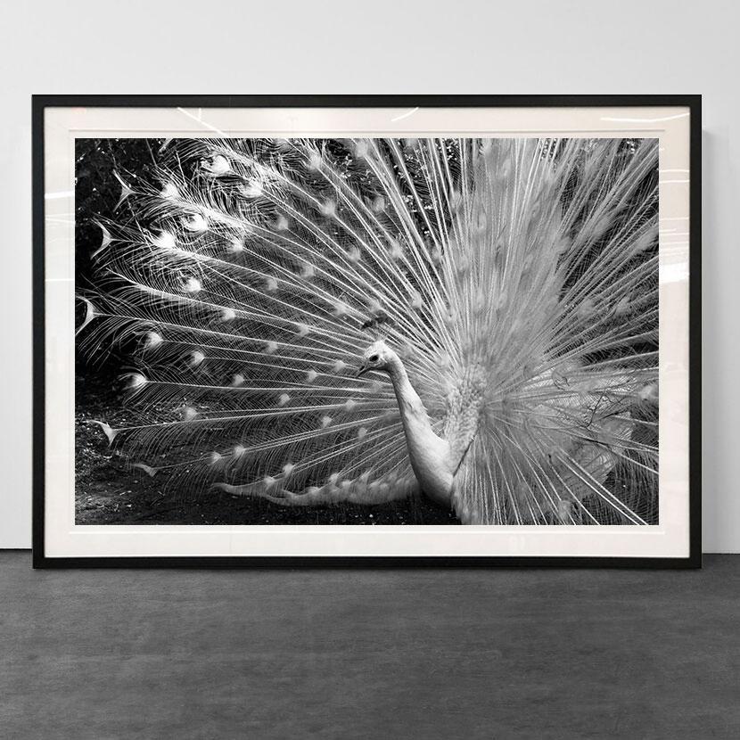 peacock black and white photo