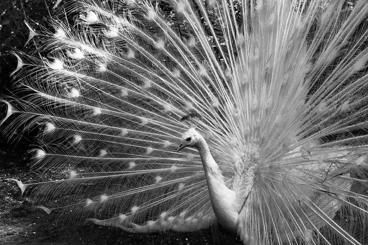 Peacock, Brazil (Photography Black and White)
