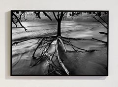 Raizes II, Praia De Cumuruxatiba, Bahia, Brazil