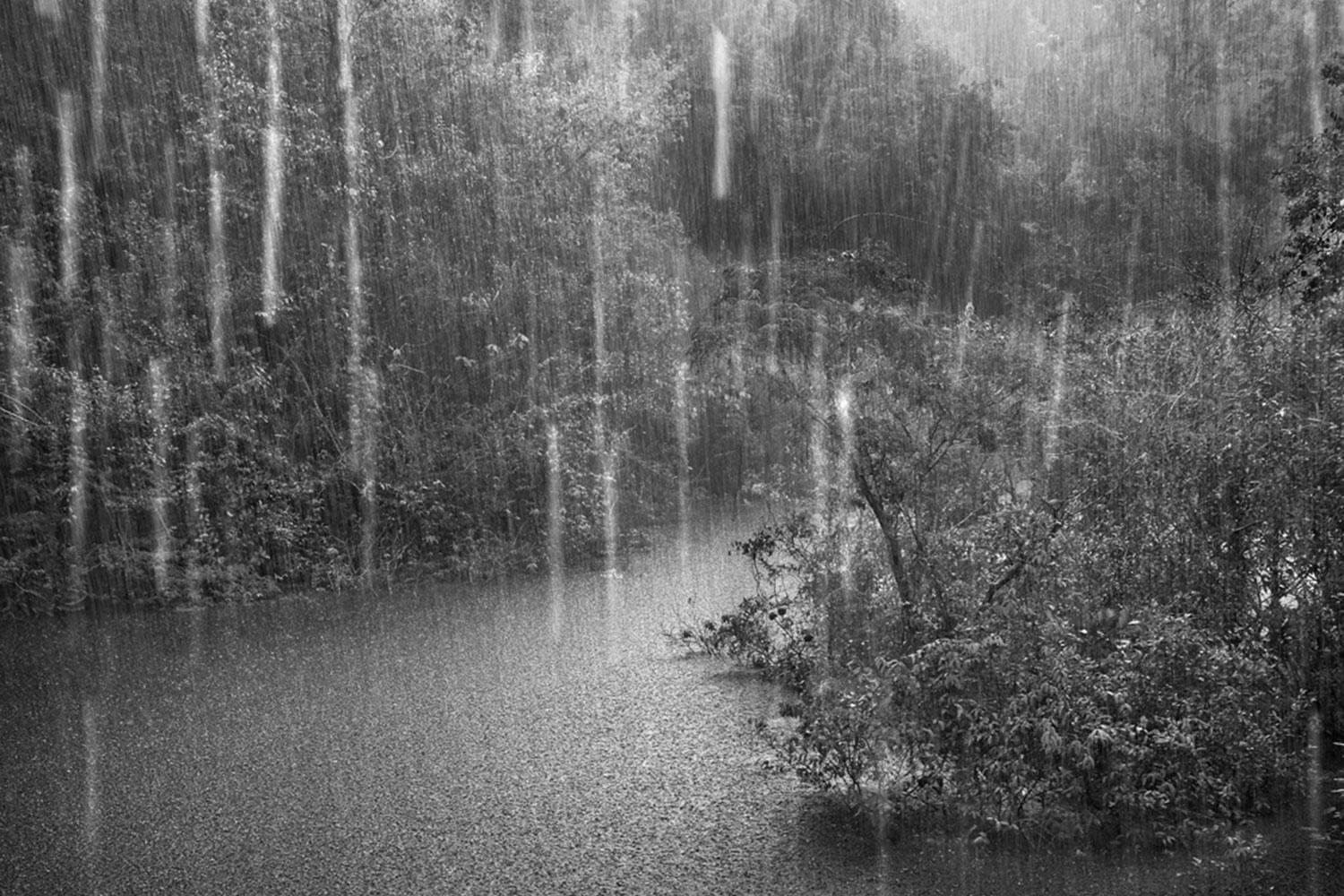 Araquém Alcântara Landscape Photograph - Rio Negro, Detail I, The Amazon Forest, Brazil
