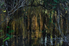 Rio Negro, Pantanal Do Mato Grosso Do Sul, Brazil