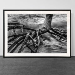 Roots I, Cumuruxatiba Beach, Bahia, Brazil (Photograph)