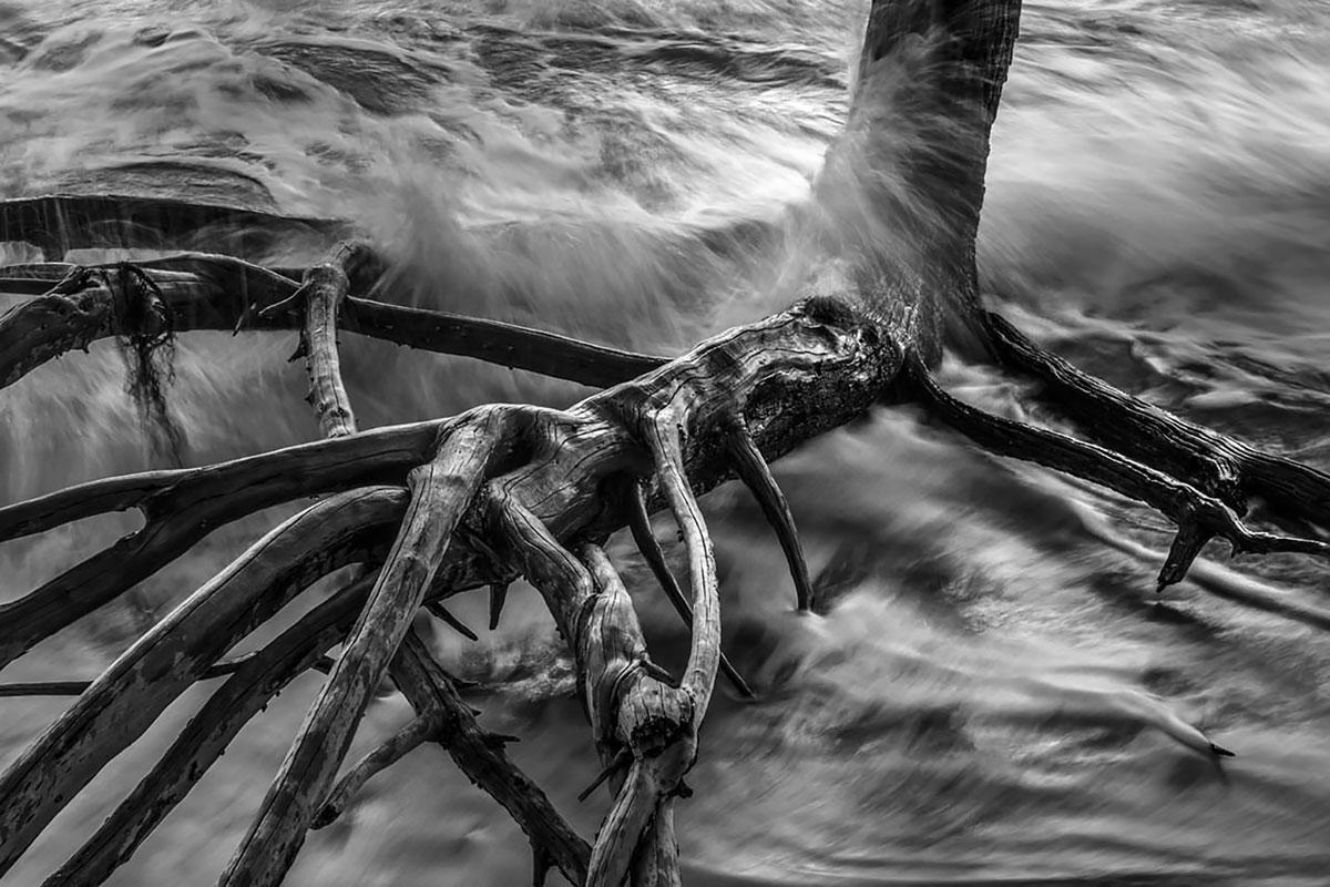 Roots I, Cumuruxatiba Beach, Bahia, Brazil (Photograph)