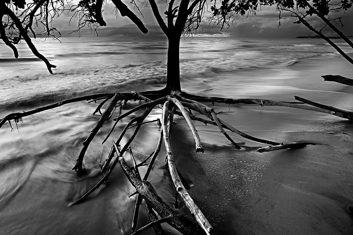 Araquém Alcântara Black and White Photograph - Roots II, Cumuruxatiba Beach, Bahia, Brazil