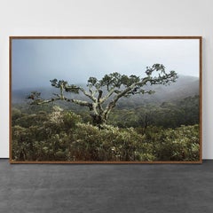 Serra da Bocaina, Parque Nacional, Brasil