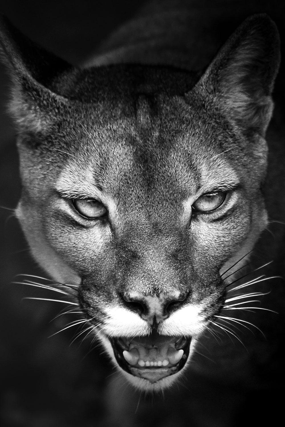 Araquém Alcântara Black and White Photograph - Suçuarana, Cougar, Brazilian Wildlife, Brazil (Photograph)