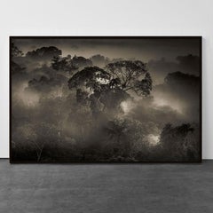 The Amazon Forest 1, Brazil