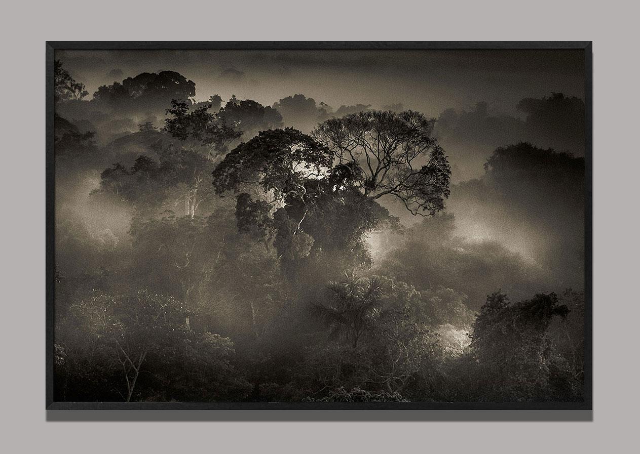 The Amazon Forest 1, Brazil - Contemporary Photograph by Araquém Alcântara