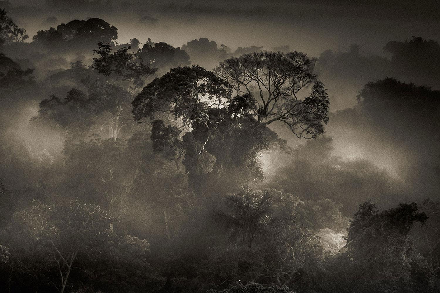 Araquém Alcântara Black and White Photograph - The Amazon Forest 1, Brazil