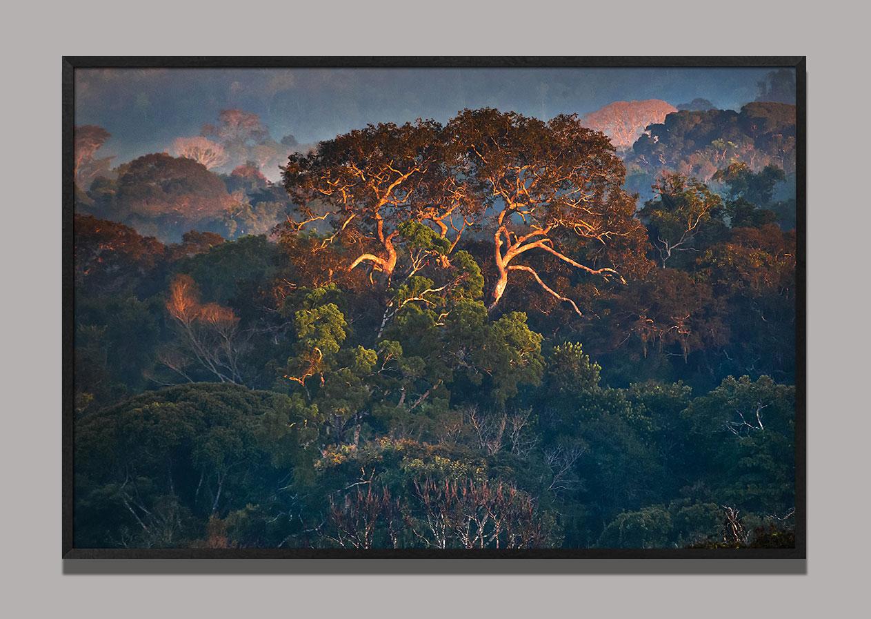 The Amazon Forest 2, Brazil - Photograph by Araquém Alcântara