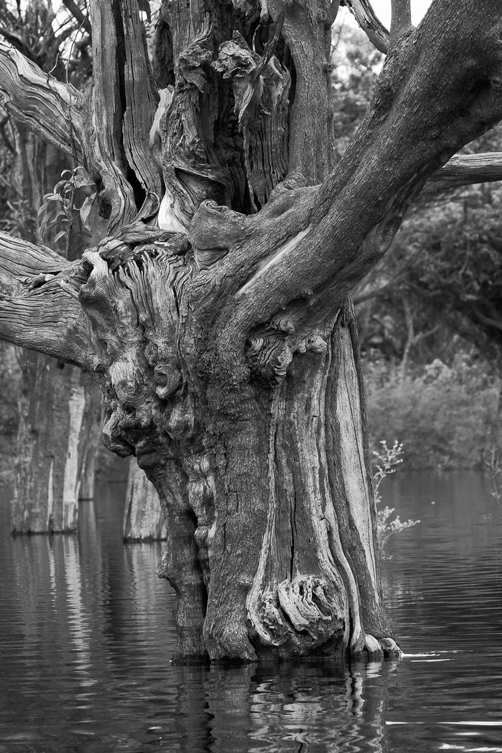 Araquém Alcântara Landscape Print - The Amazon Forest, Carabinane Tree, Brazil (Black and White Photography)