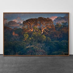 The Amazon Forest II, Alta Floresta, Mato Grosso, Brazil