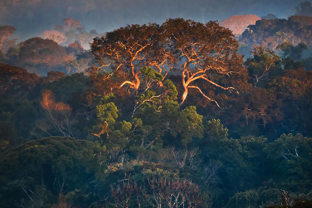 Araquém Alcântara Landscape Photograph - The Amazon Forest II, Alta Floresta, Mato Grosso, Brazil