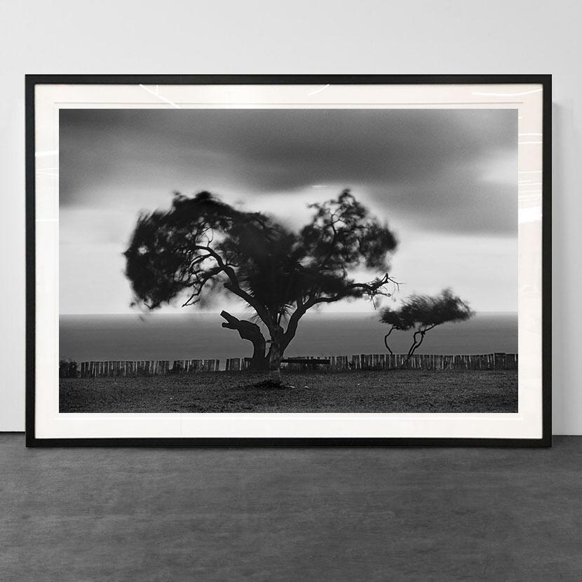 Trancoso (tree), Bahia, Brazil - Photograph by Araquém Alcântara