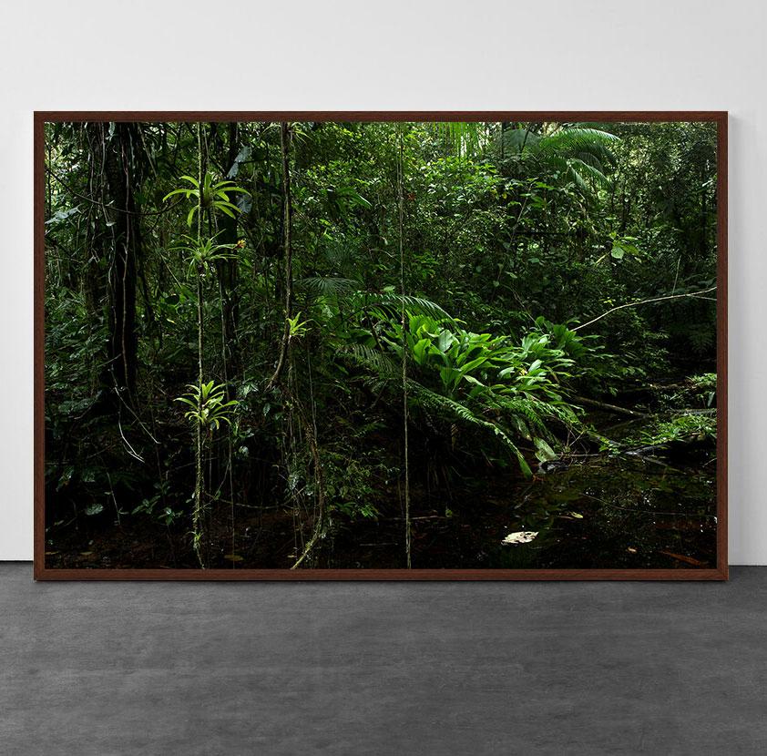 Forêt tropicale, Sao Miguel Arcanjo, Brésil - Photograph de Araquém Alcântara