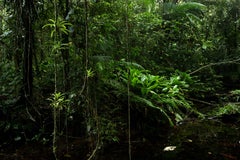 Tropical Rainforest, Sao Miguel Arcanjo, Brazil