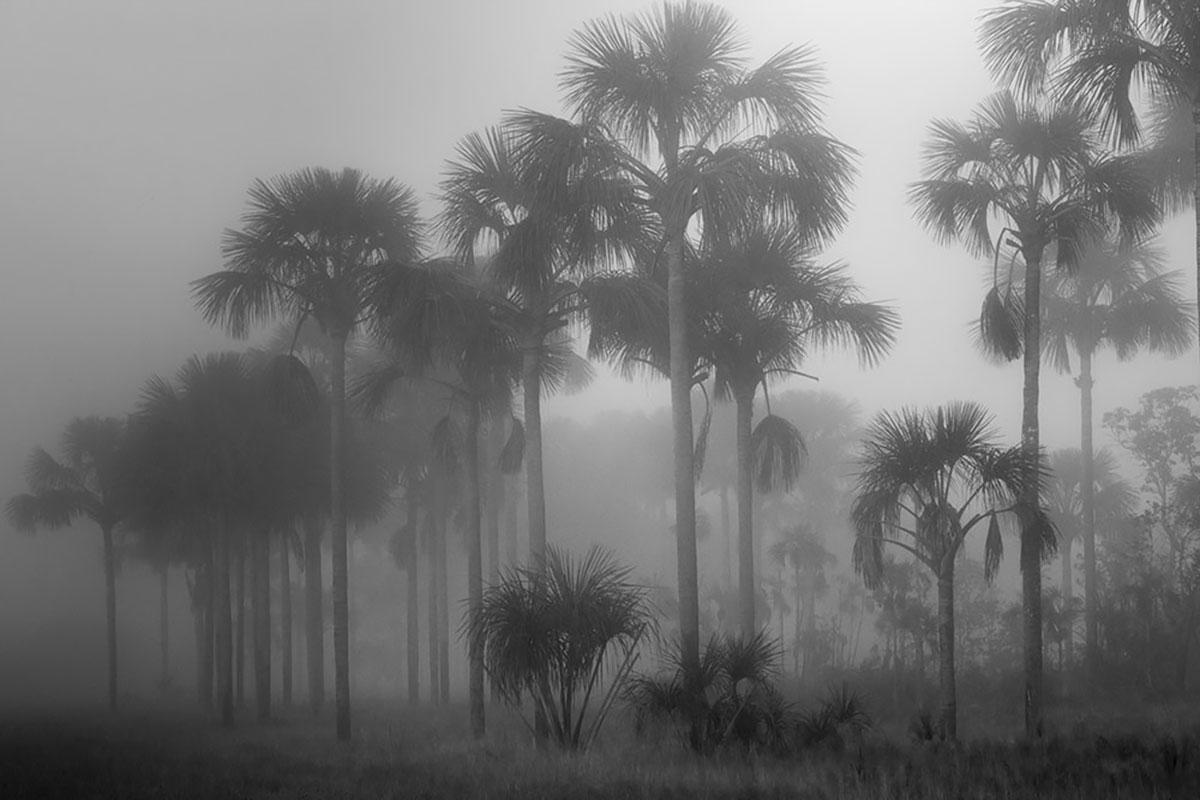 Araquém Alcântara Black and White Photograph - Veredas de Buritis II, Grande Sertão Veredas National Park, Minas Gerais, Brazil