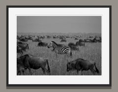 Zebra, Tanzania, Africa Wildlife