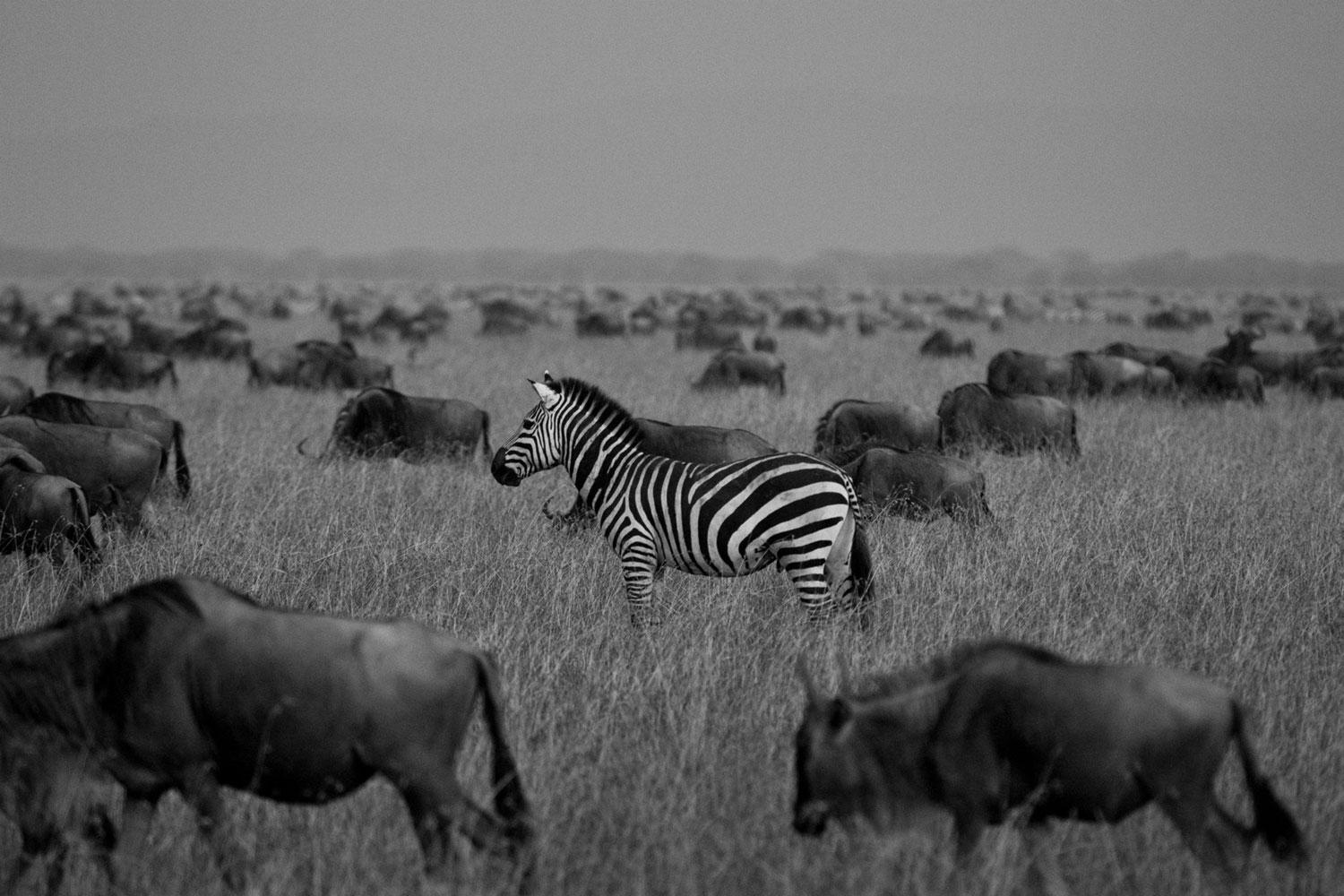 Black and White Photograph de Araquém Alcântara - Cebra, Tanzania, Africa Vida salvaje