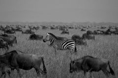 Zebra, Tansanien, Afrika Wildtiere