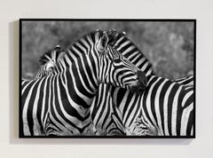 Zebras Tanzania, Africa