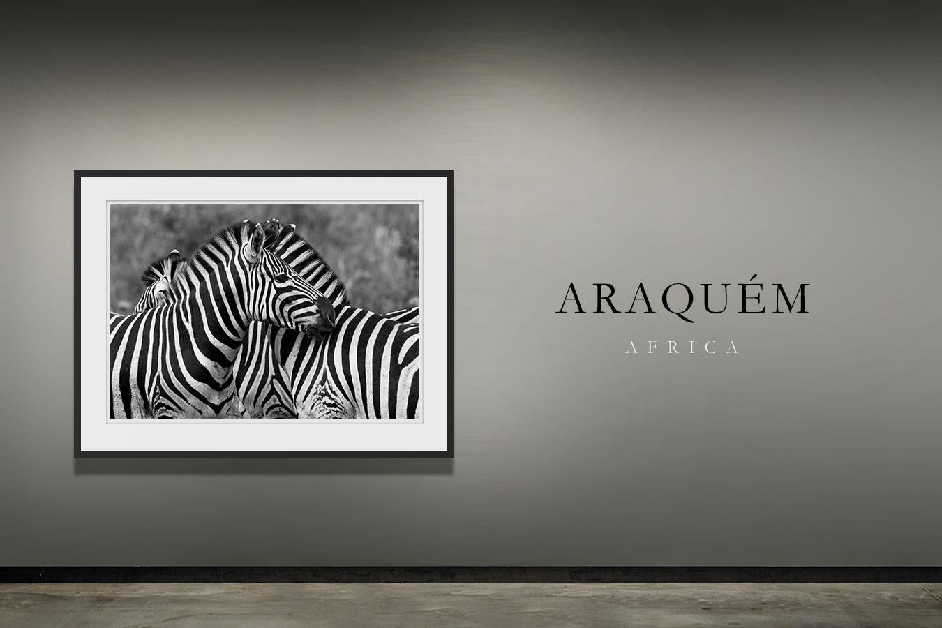Zebras, Tansanien, Afrika – Print von Araquém Alcântara