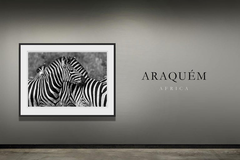 Zebras, Tanzania, Africa - Print by Araquém Alcântara