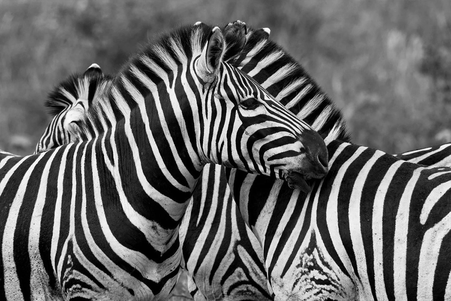 Zebras Tanzania, Africa Archival Pigment Print, Framed, Edition of 10