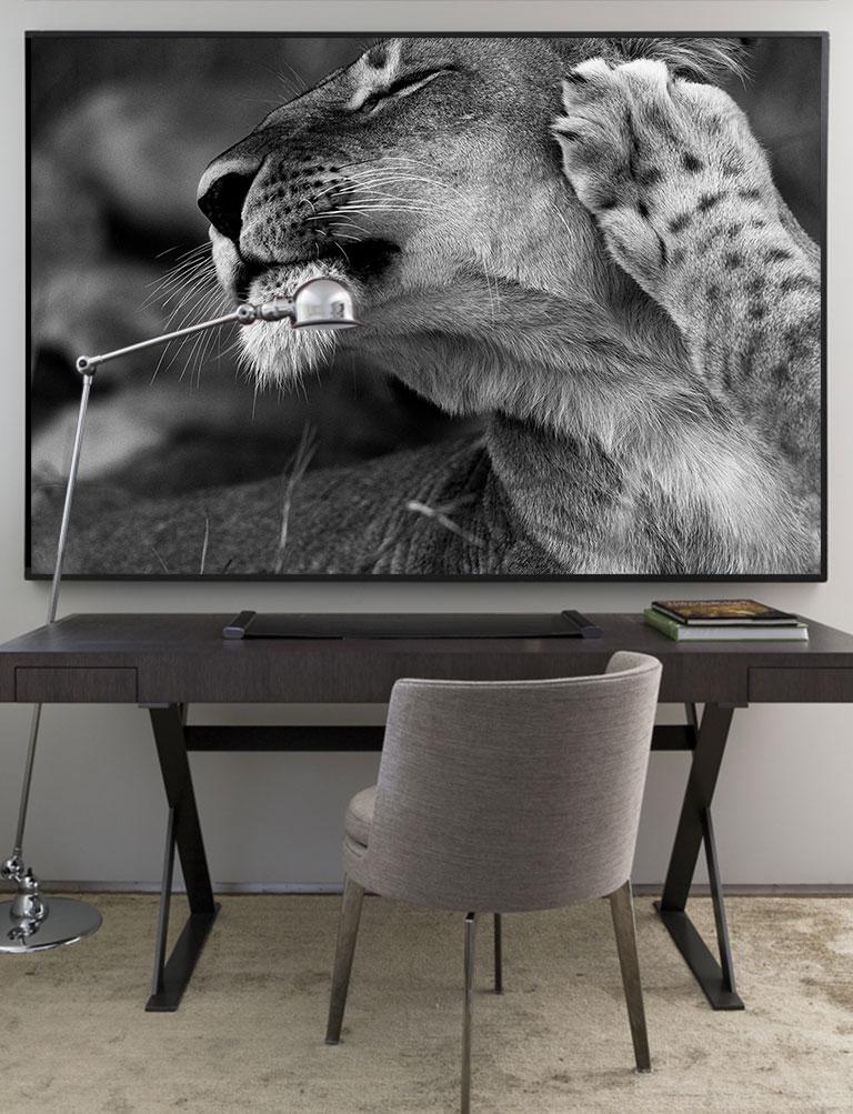 lioness black and white photography