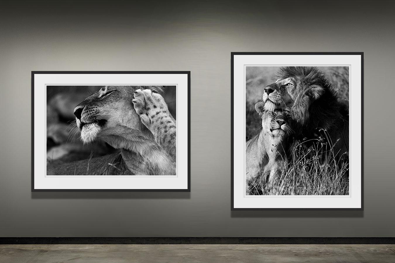 lioness photography black and white