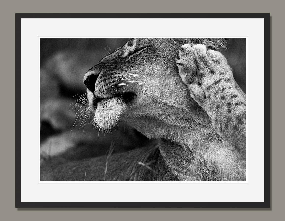 Araquem Alcantara - Lioness, Afrique du Sud (Photographie en noir et blanc) en vente 1