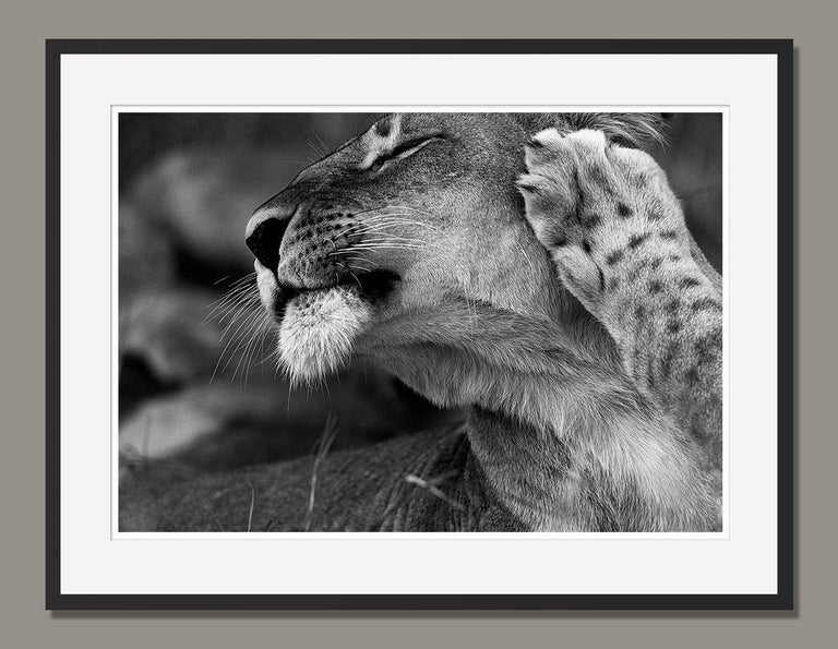 Araquem Alcantara - Lioness, South Africa (Black and White Photography) For Sale 3